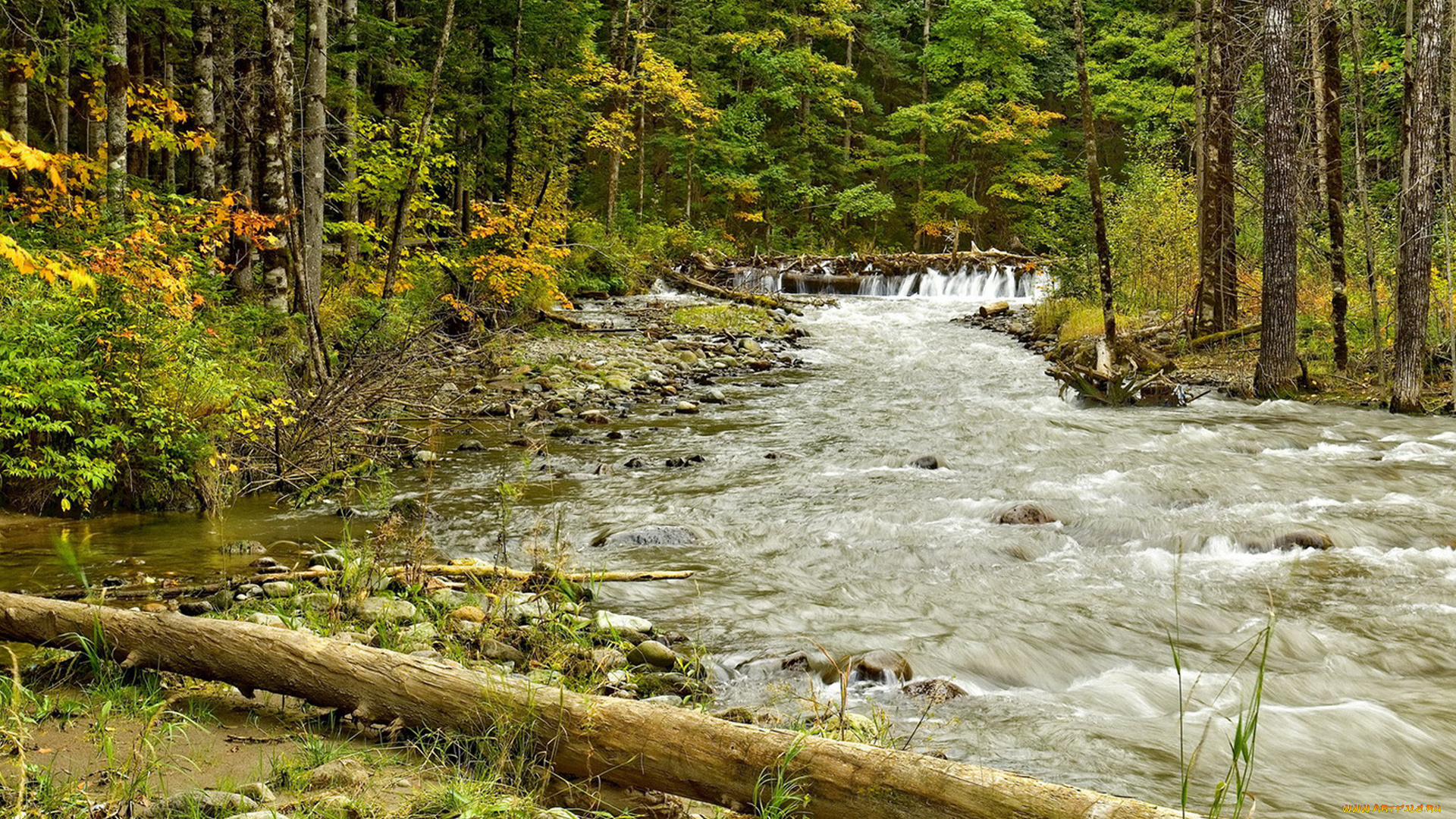 природа, реки, озера, вода, лес, деревья