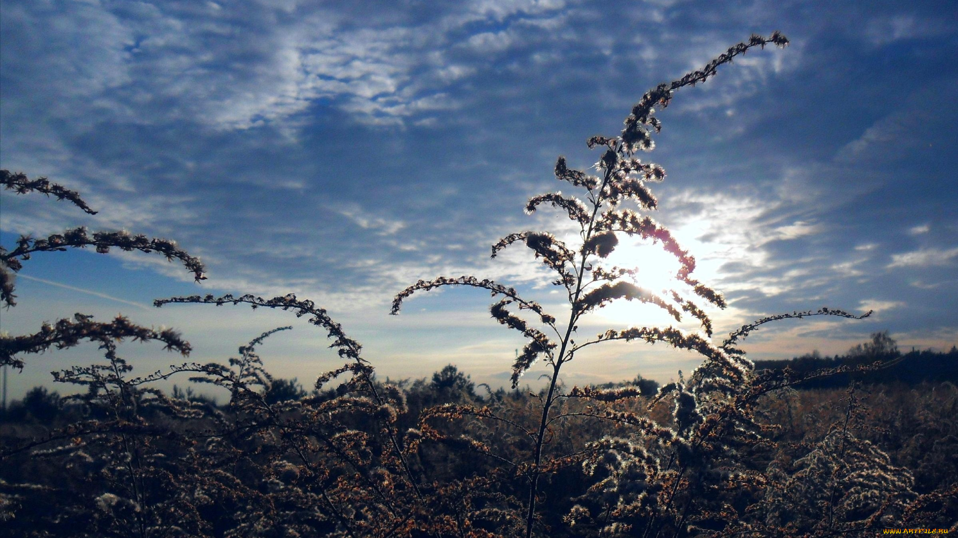природа, восходы, закаты, трава, луг, закат