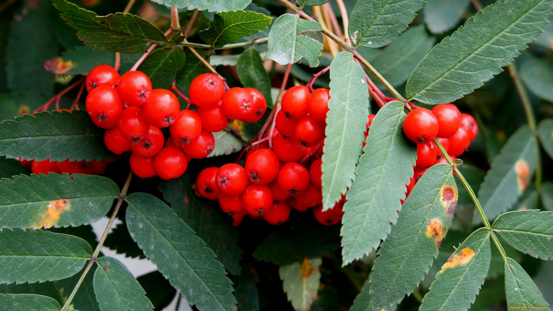 природа, Ягоды, рябина, ветки, гроздь