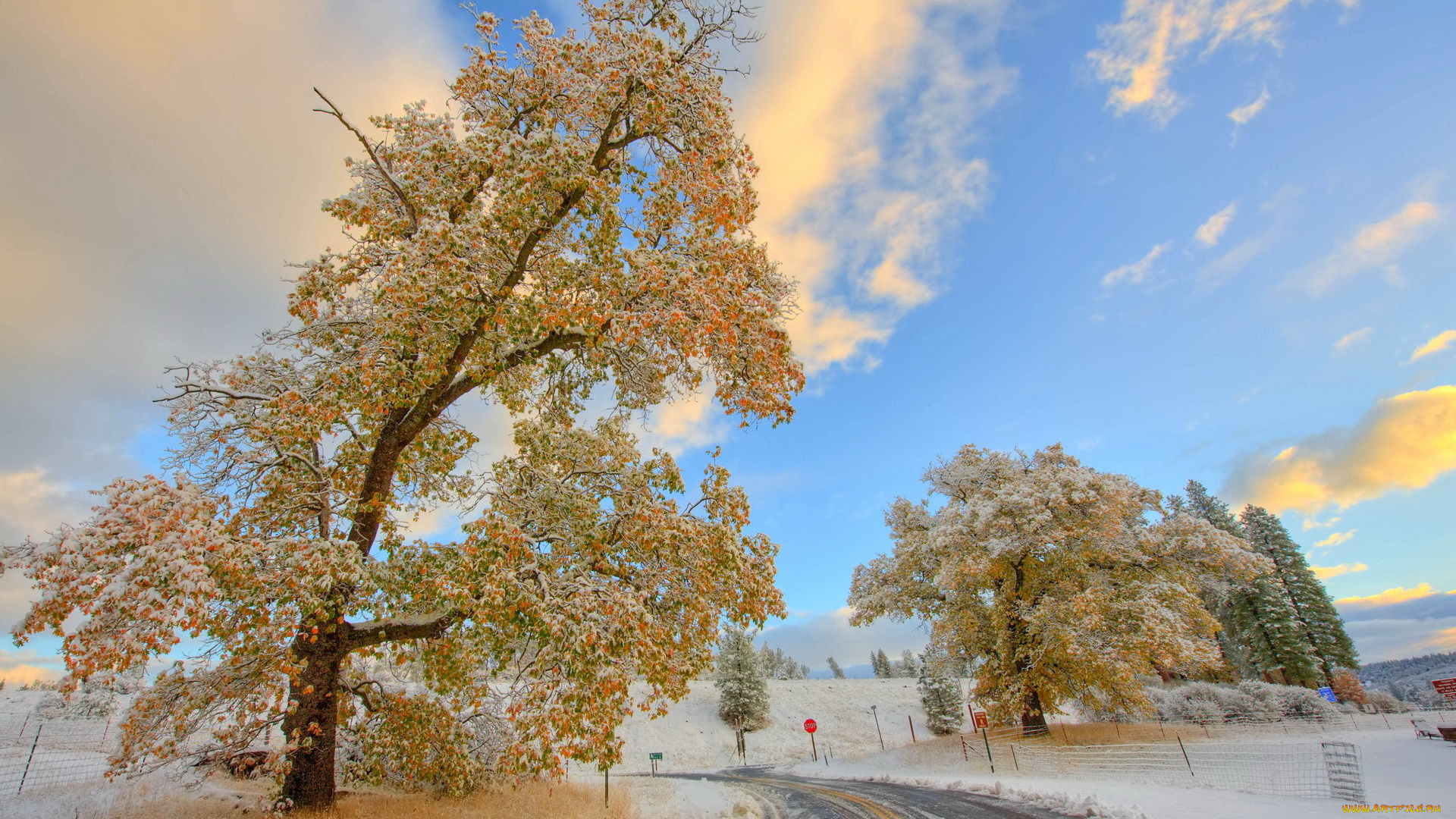 природа, зима, дерево, дорога, осень, снег