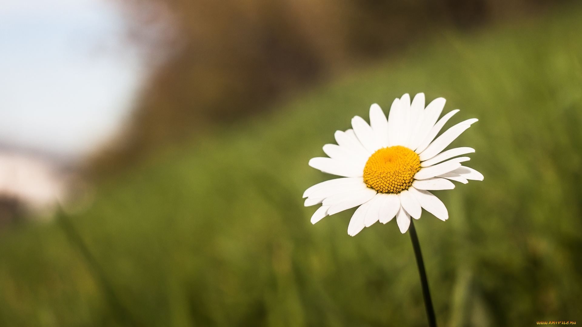 ромашка, цветы, ромашки, природа