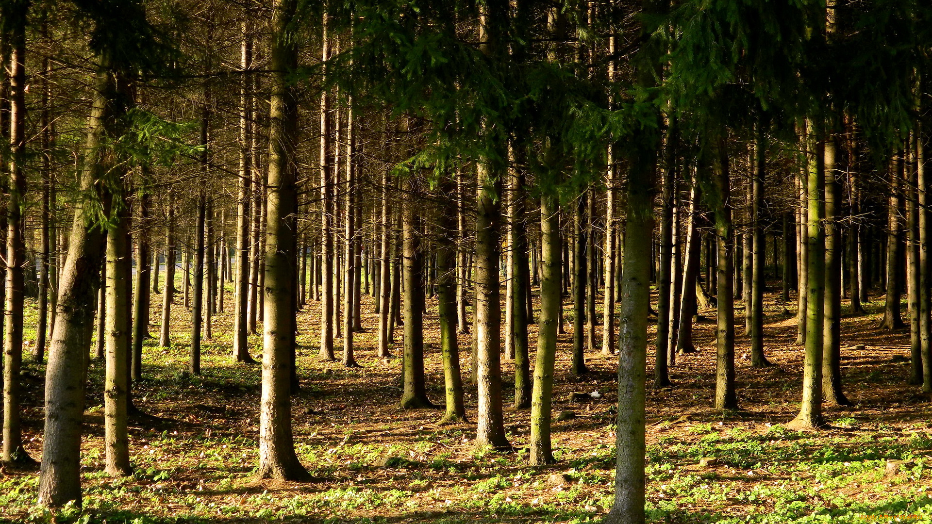 vingio, parkas, вильнюс, литва, природа, лес, осень, парк, деревья