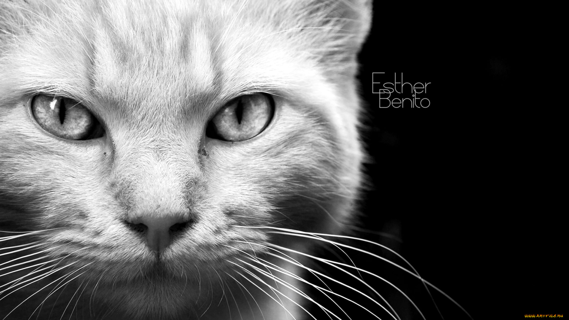 животные, коты, морда, взгляд