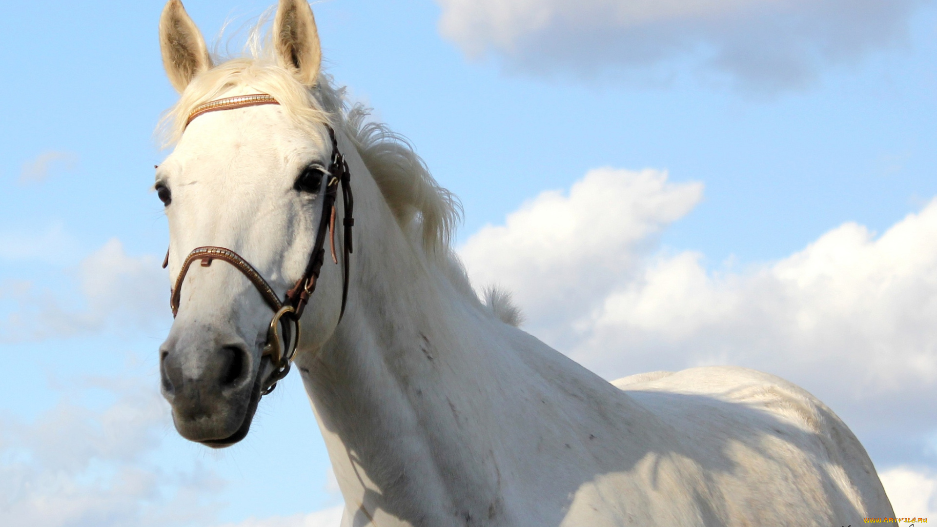 животные, лошади, белый, грива