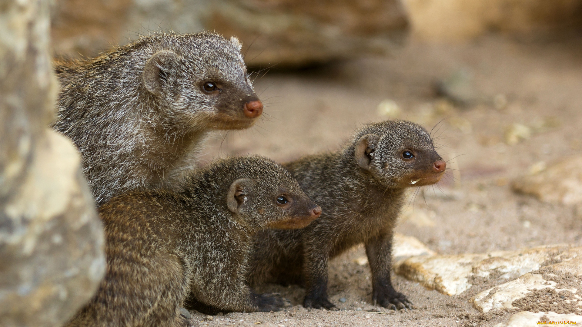 животные, мангусты, мама, малыши