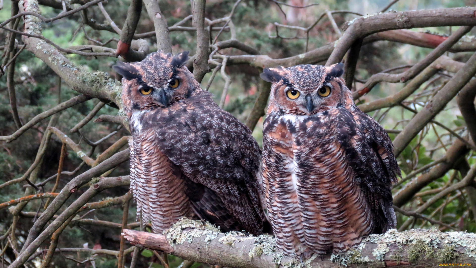 животные, совы, пара, перья