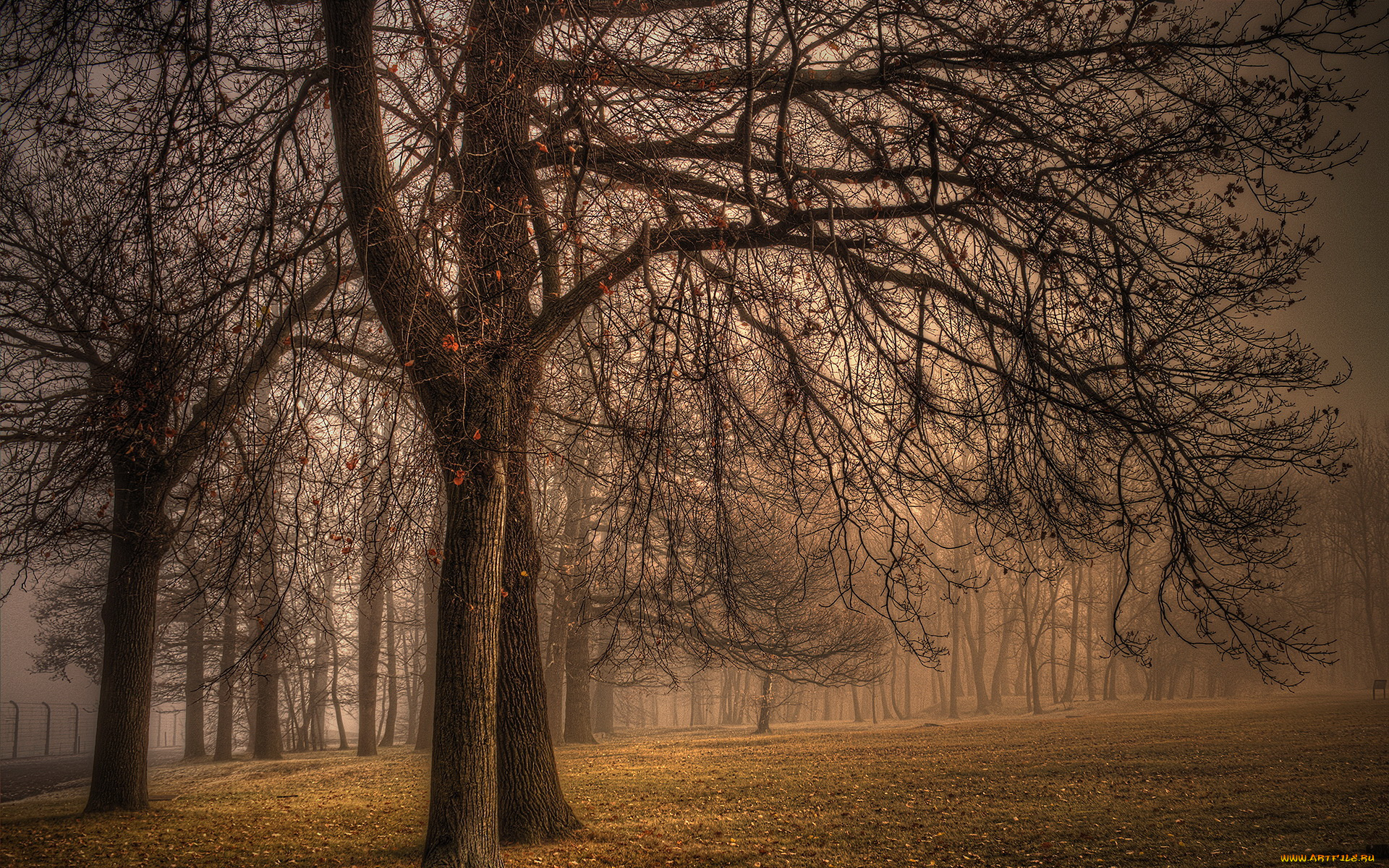 природа, деревья, осень, туман