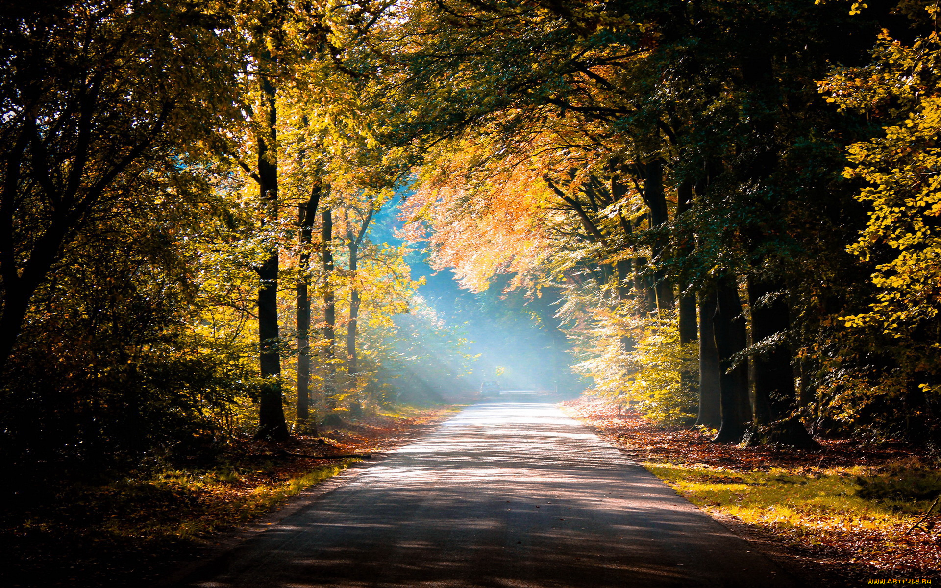 природа, дороги, дорога, туман, лес