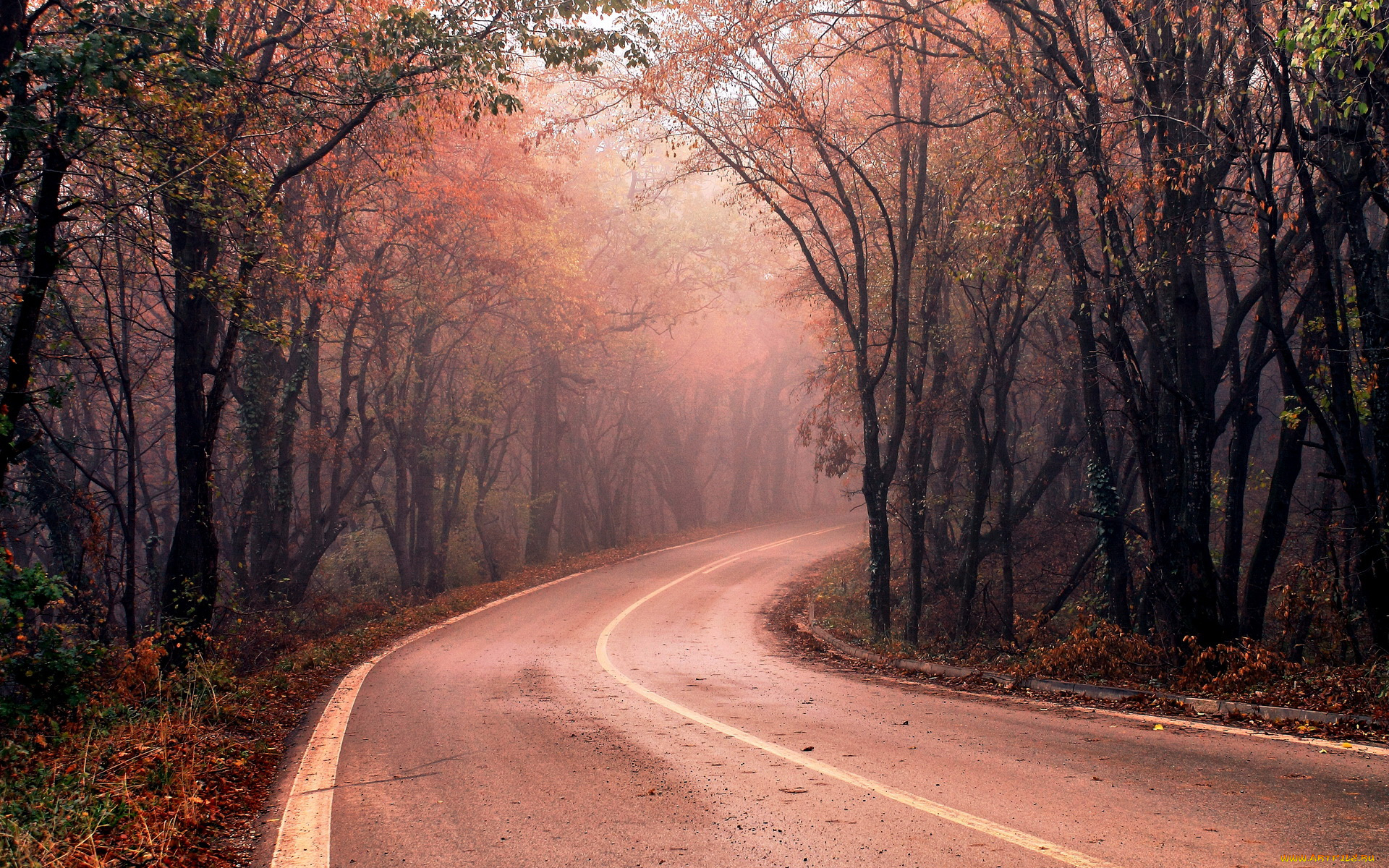 природа, дороги, лес, туман, дорога