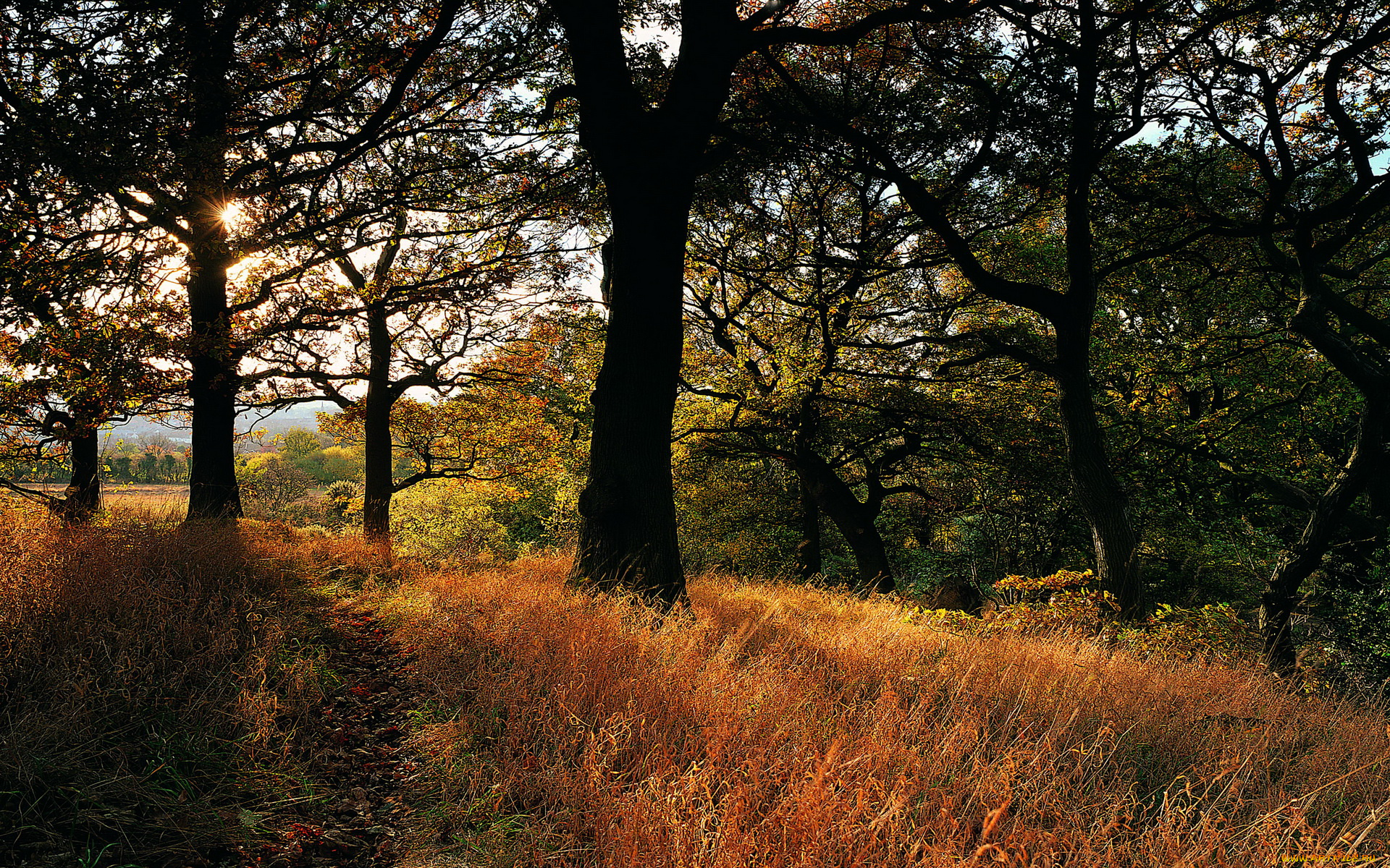 природа, лес, осень