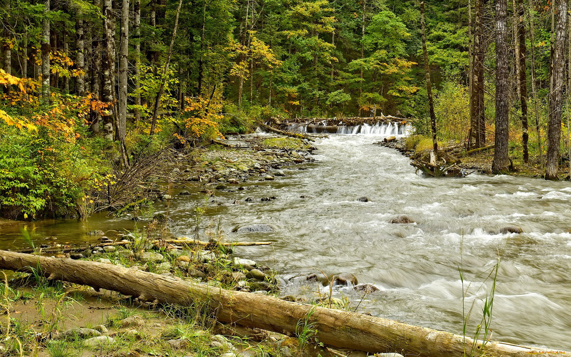 природа, реки, озера, вода, лес, деревья