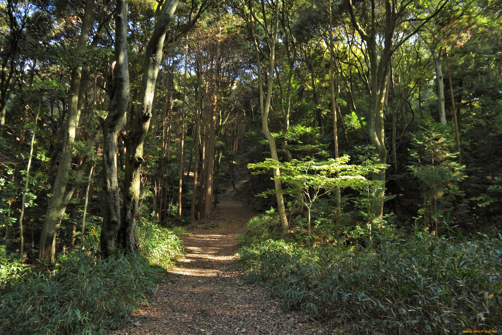 природа, дороги, тропинка, лес