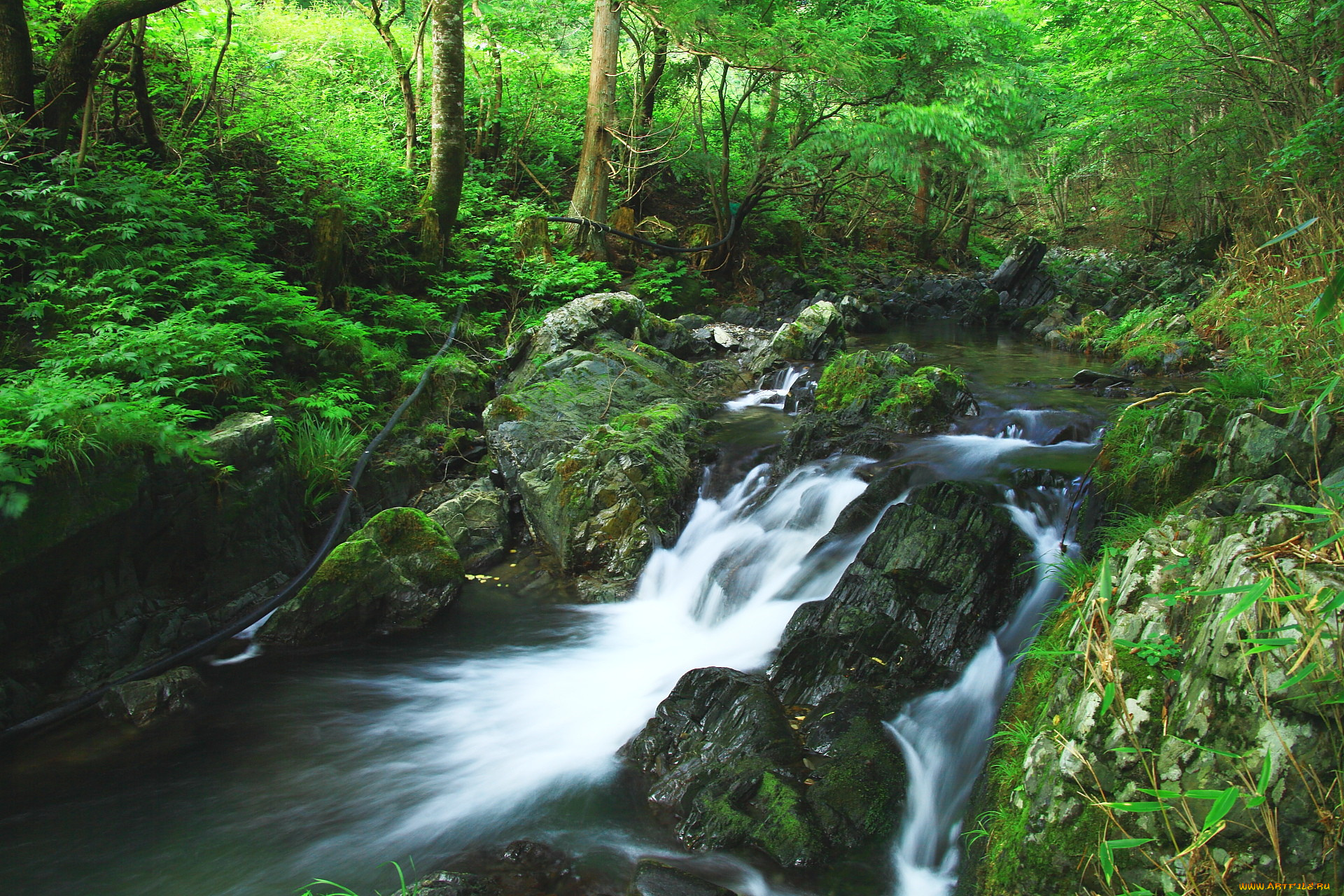 природа, реки, озера, река, лес, камни