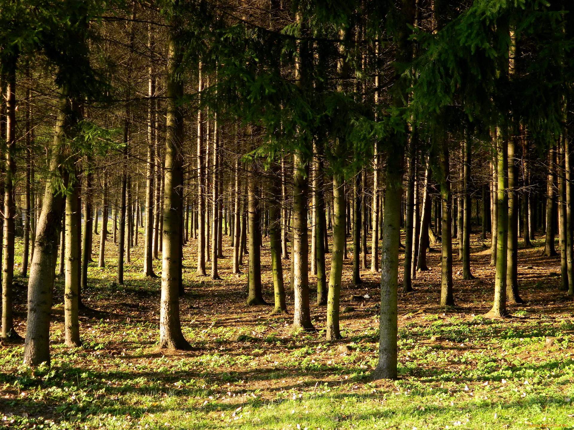 vingio, parkas, вильнюс, литва, природа, лес, осень, парк, деревья