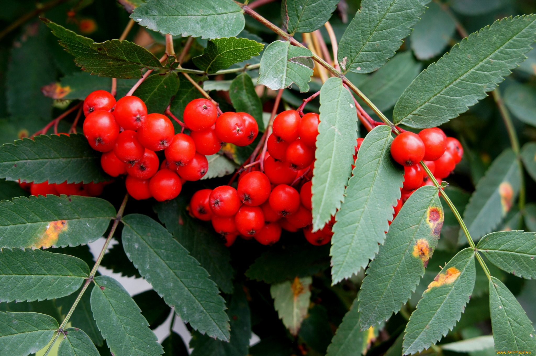 природа, Ягоды, рябина, ветки, гроздь