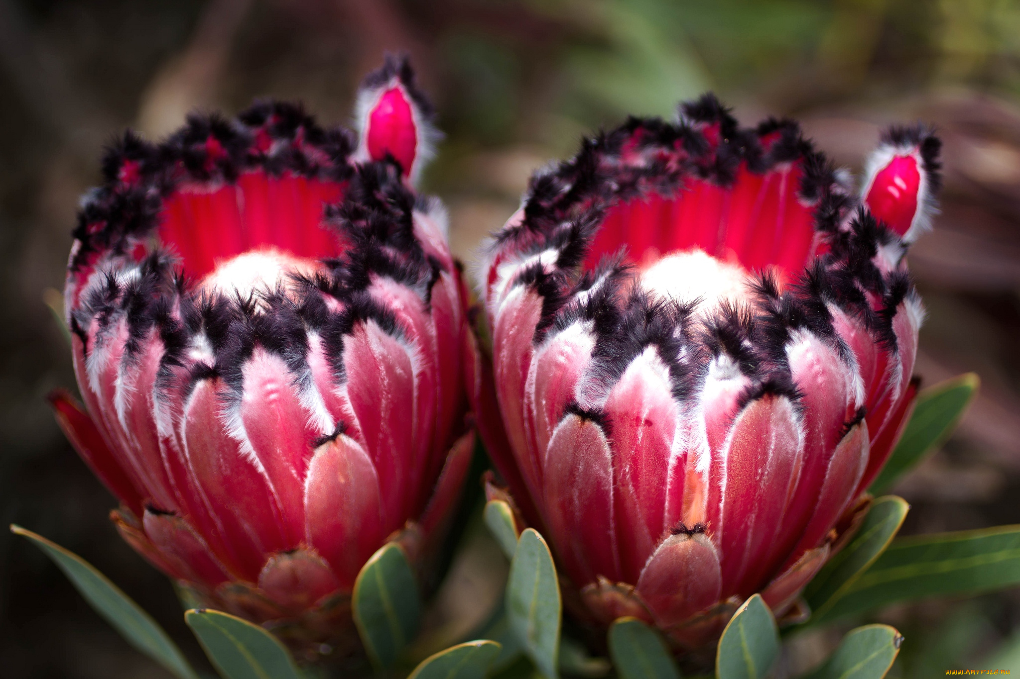 цветы, протея, экзотика