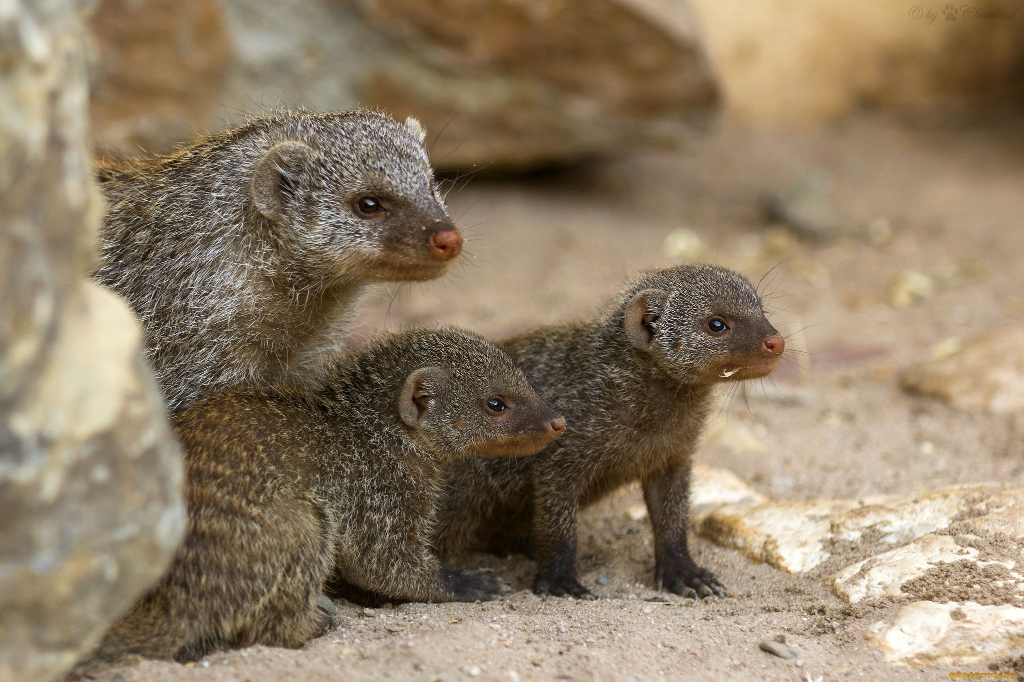 животные, мангусты, мама, малыши