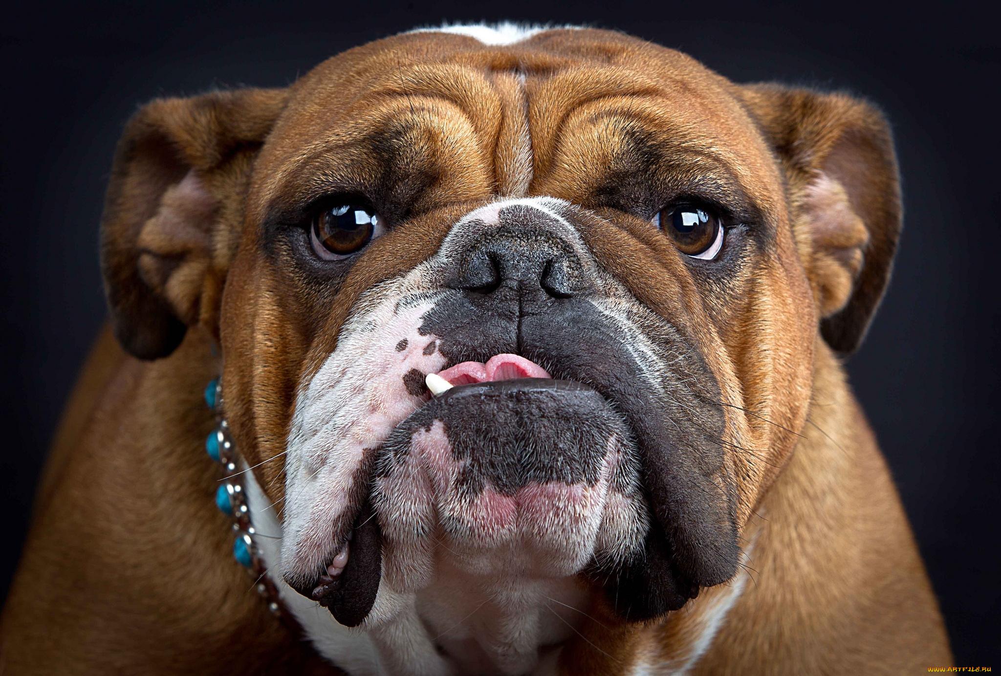 животные, собаки, булюдог, морда