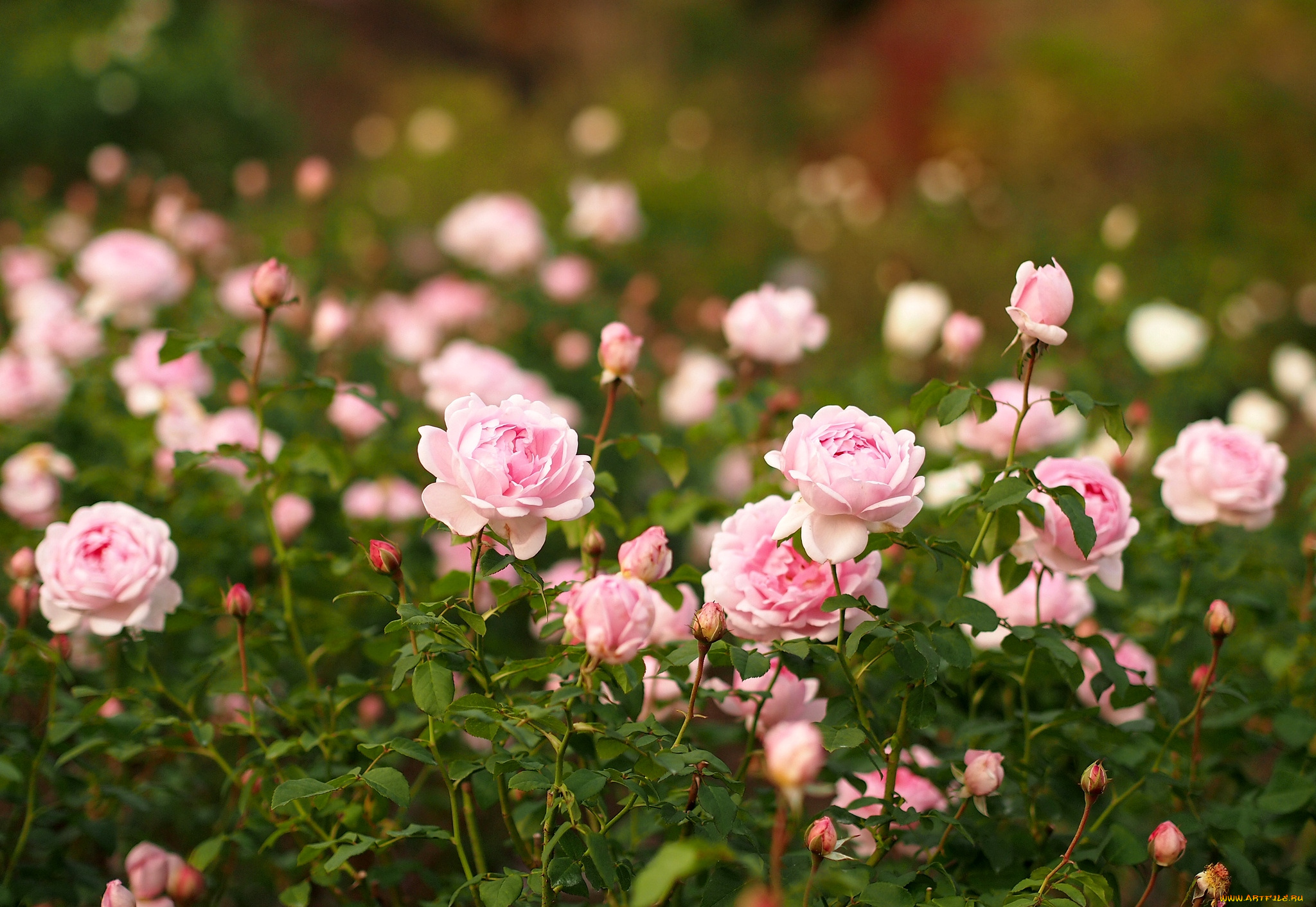 цветы, розы, много, розовый