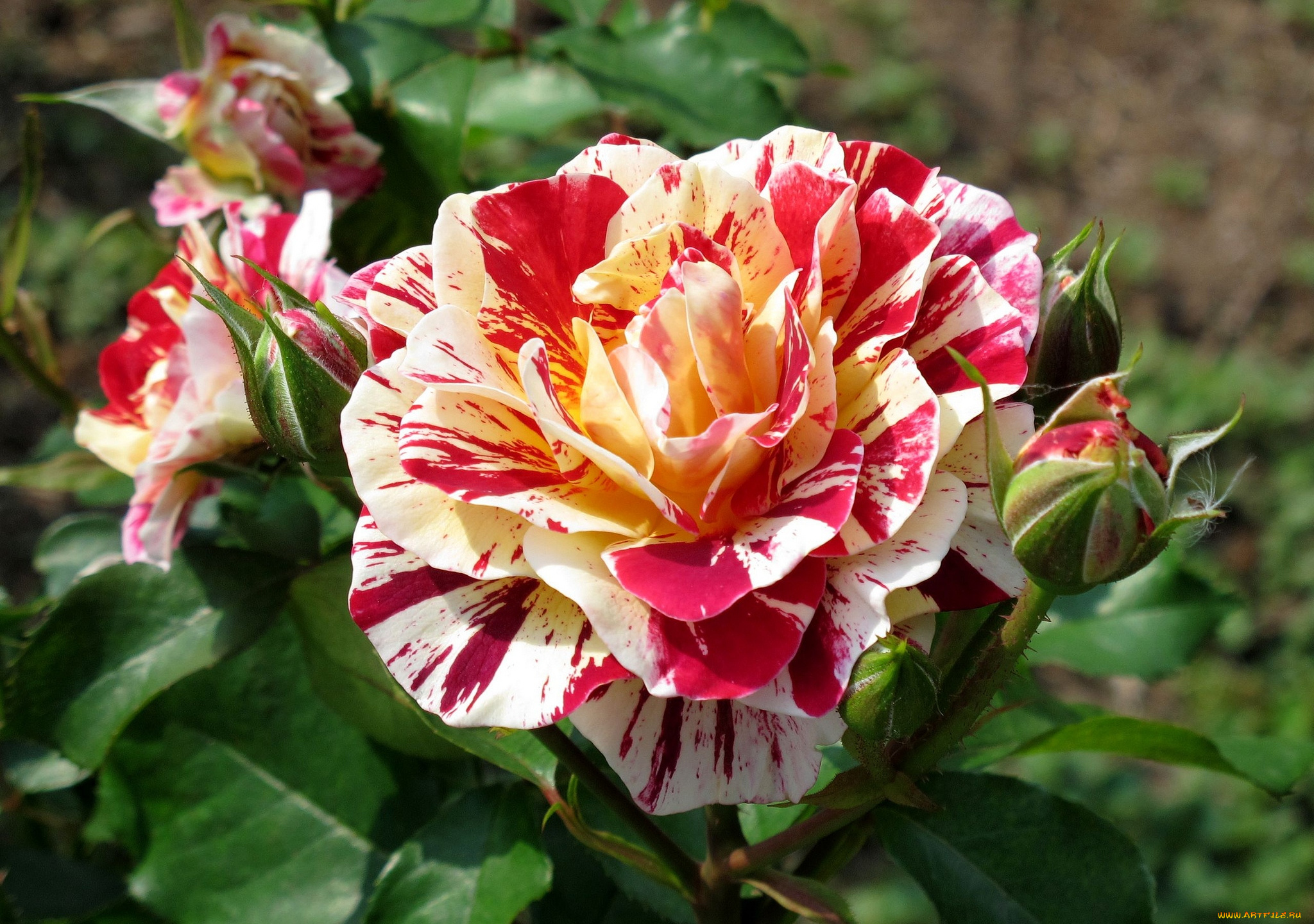 цветы, розы, пестрый, пышный