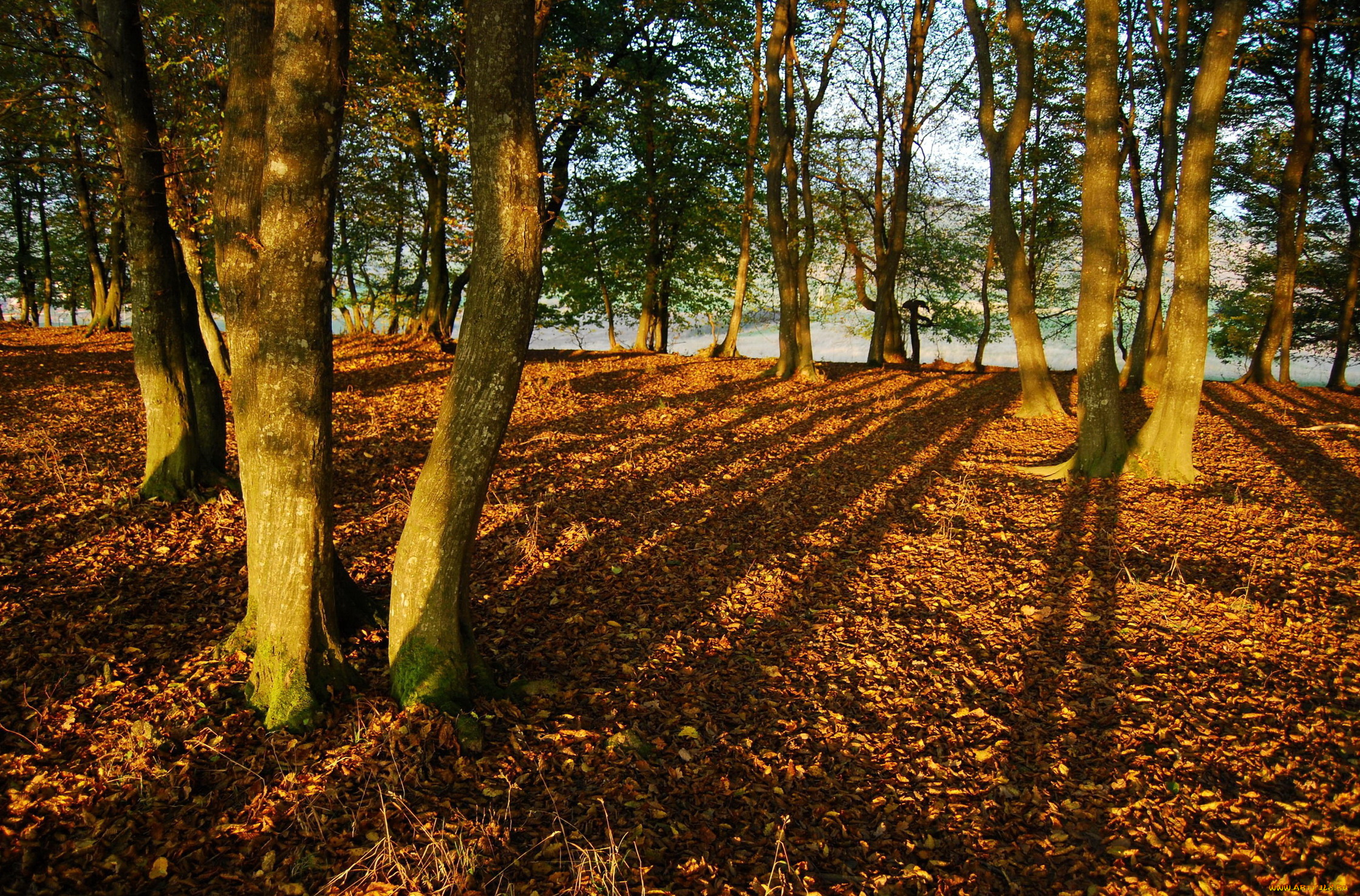 природа, лес, осень