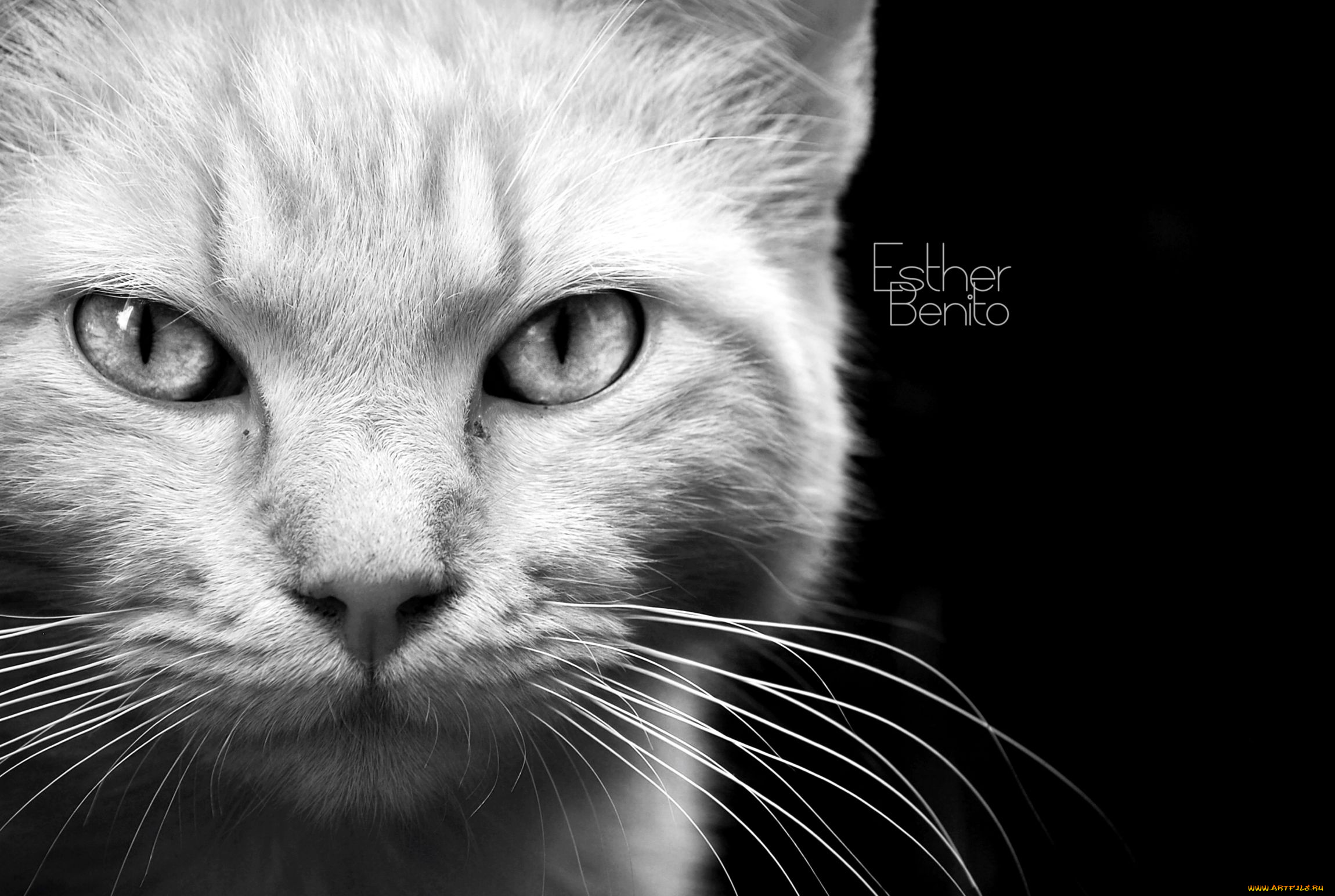 животные, коты, морда, взгляд