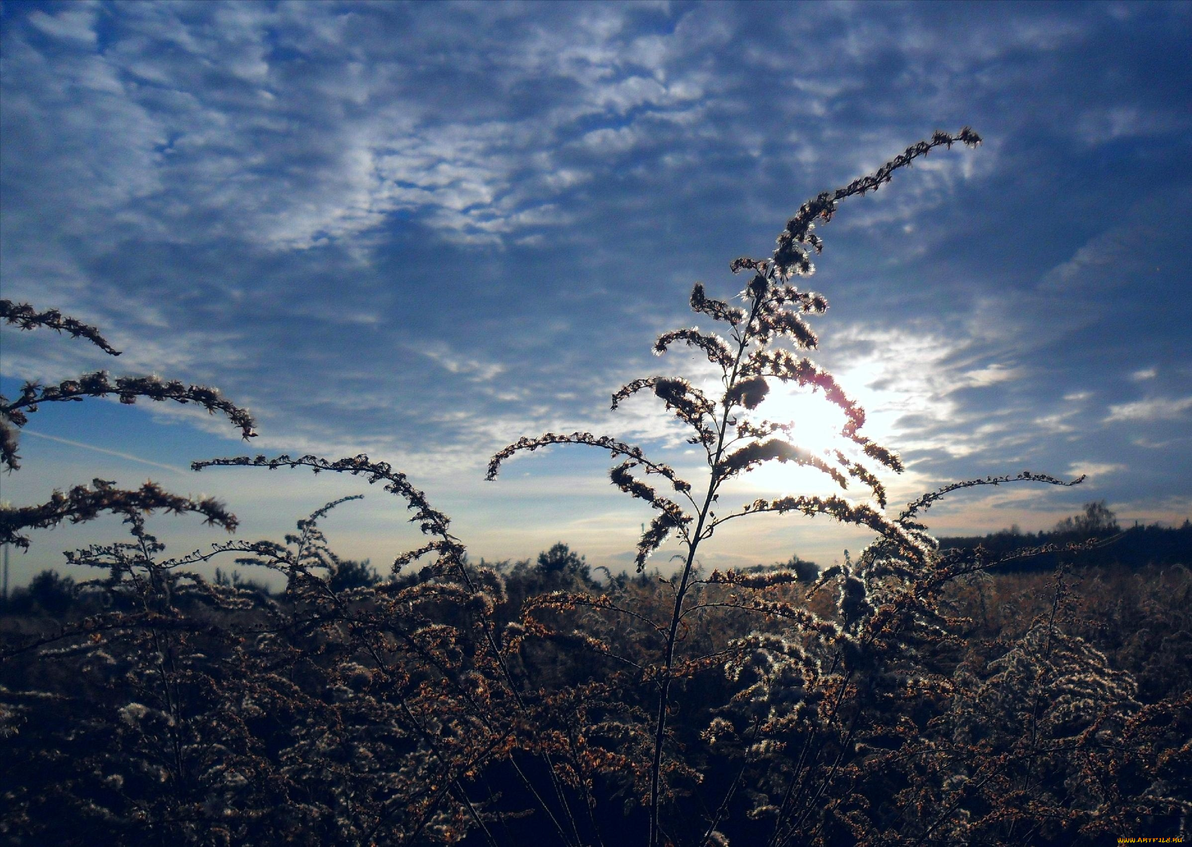 природа, восходы, закаты, трава, луг, закат