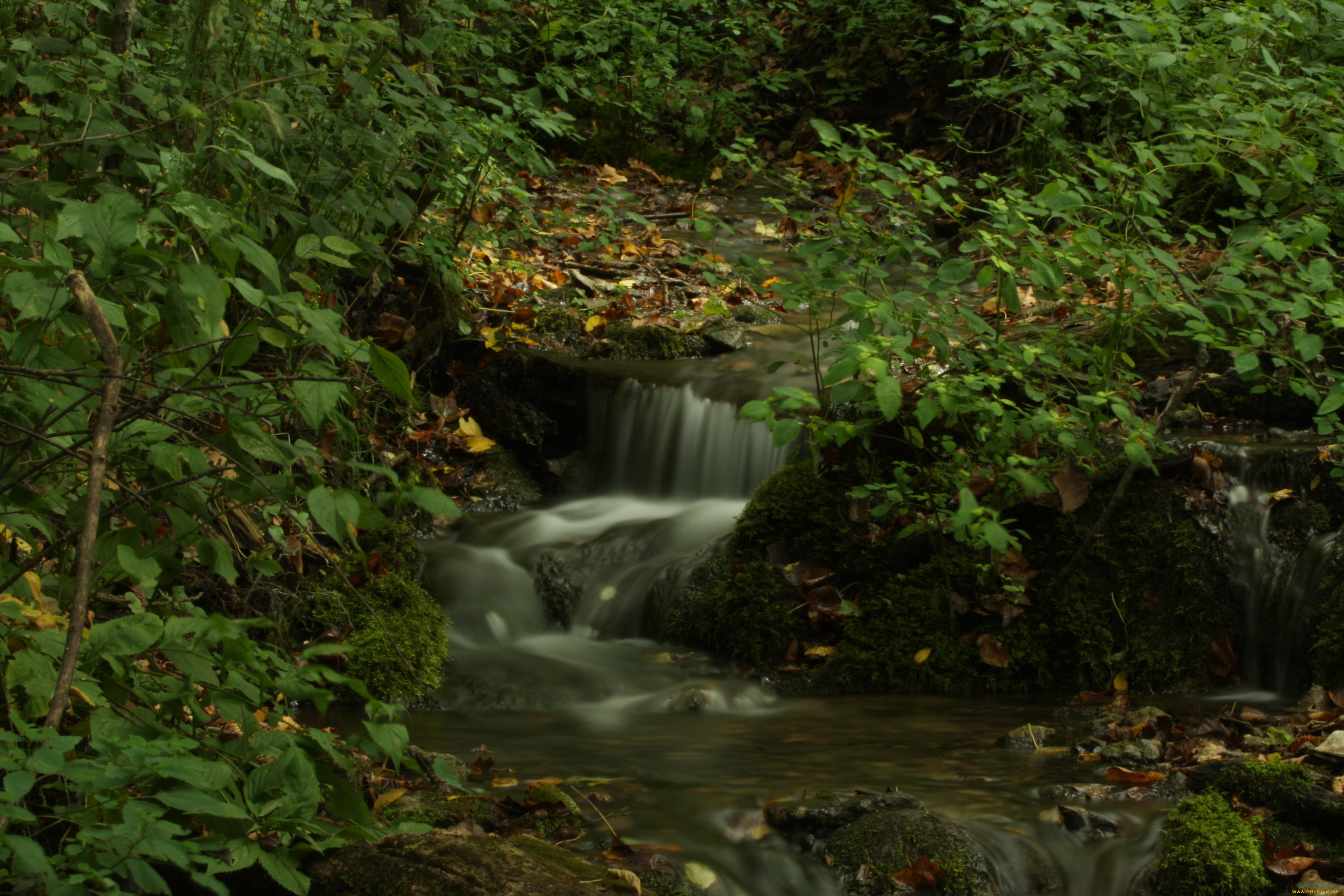 природа, реки, озера, лес, ручей