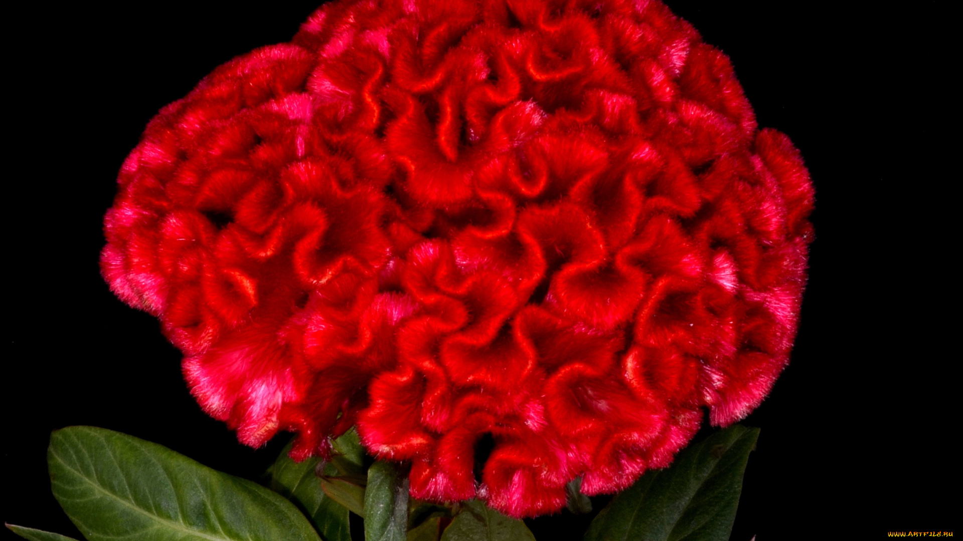 цветы, амаранты, гребешок