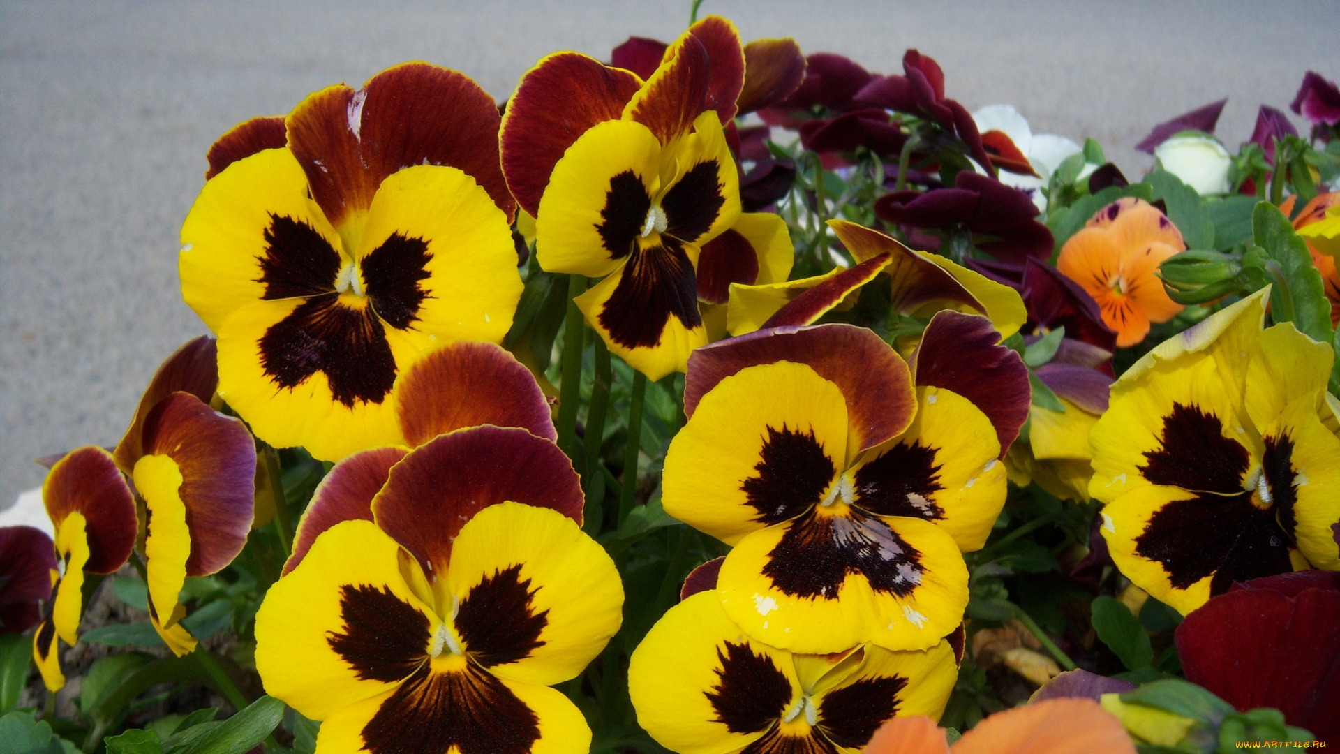 цветы, анютины, глазки, садовые, фиалки, жёлтые