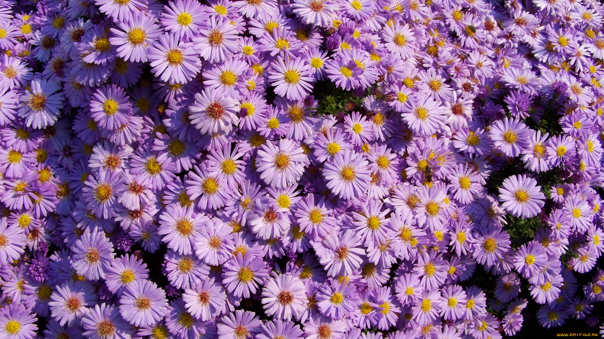 цветы, астры, астра, ромашковая, куст