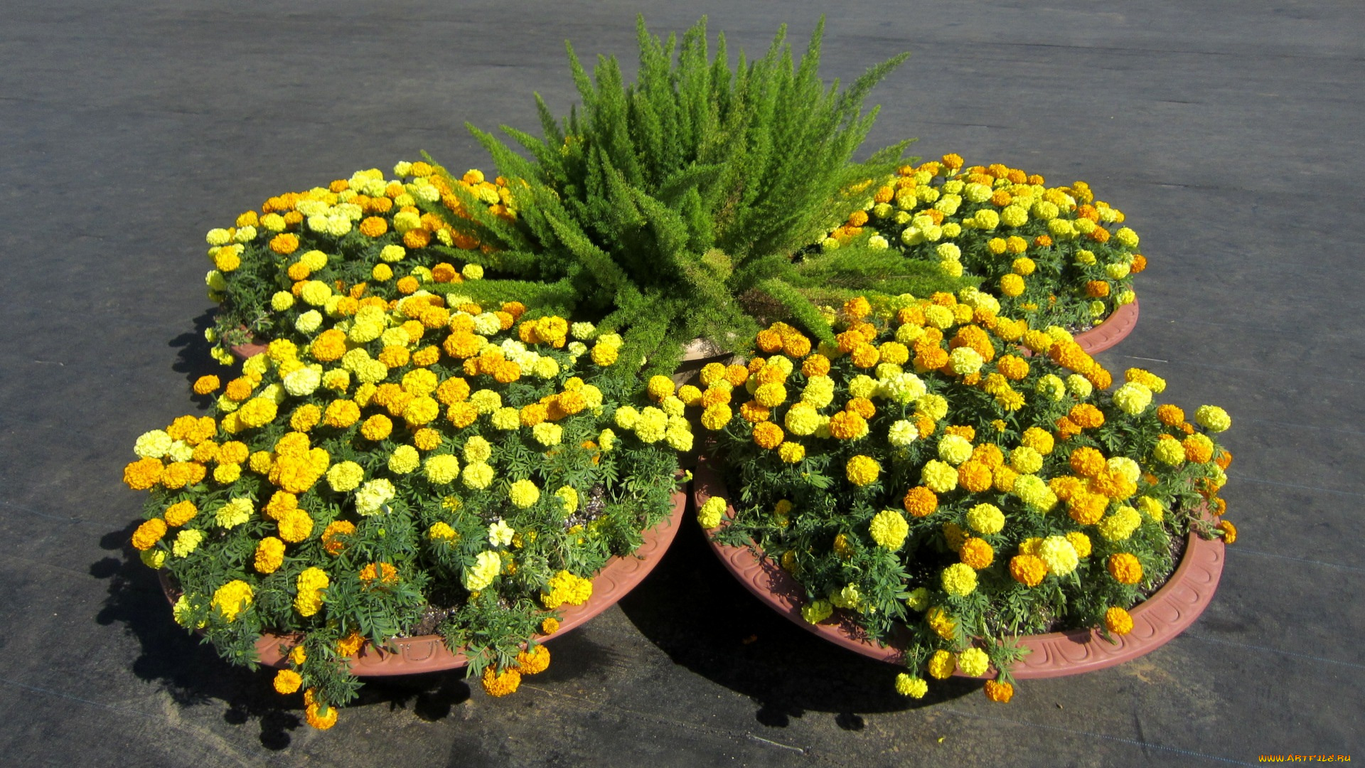 цветы, бархатцы, клумба