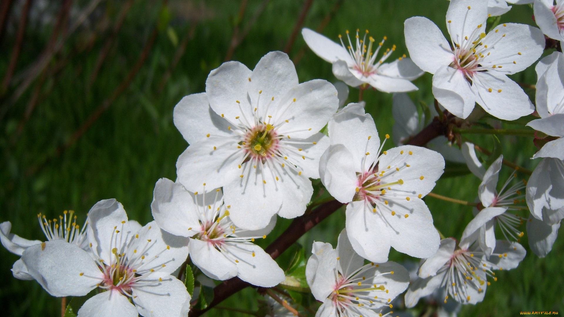 цветы, цветущие, деревья, кустарники, алыча