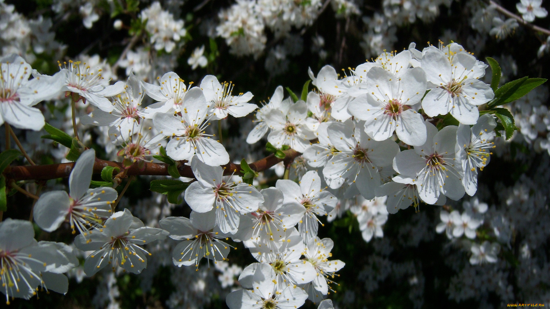цветы, цветущие, деревья, кустарники, алыча