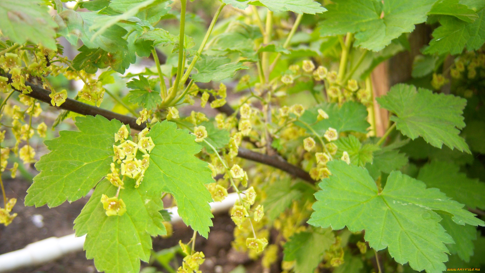 цветы, цветущие, деревья, кустарники, красная, смородина