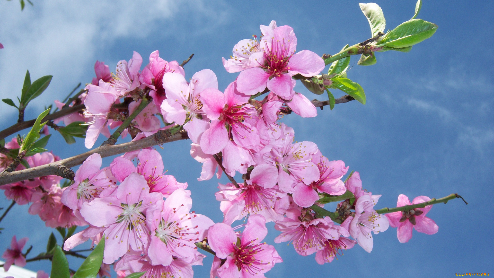 цветы, цветущие, деревья, кустарники, персик