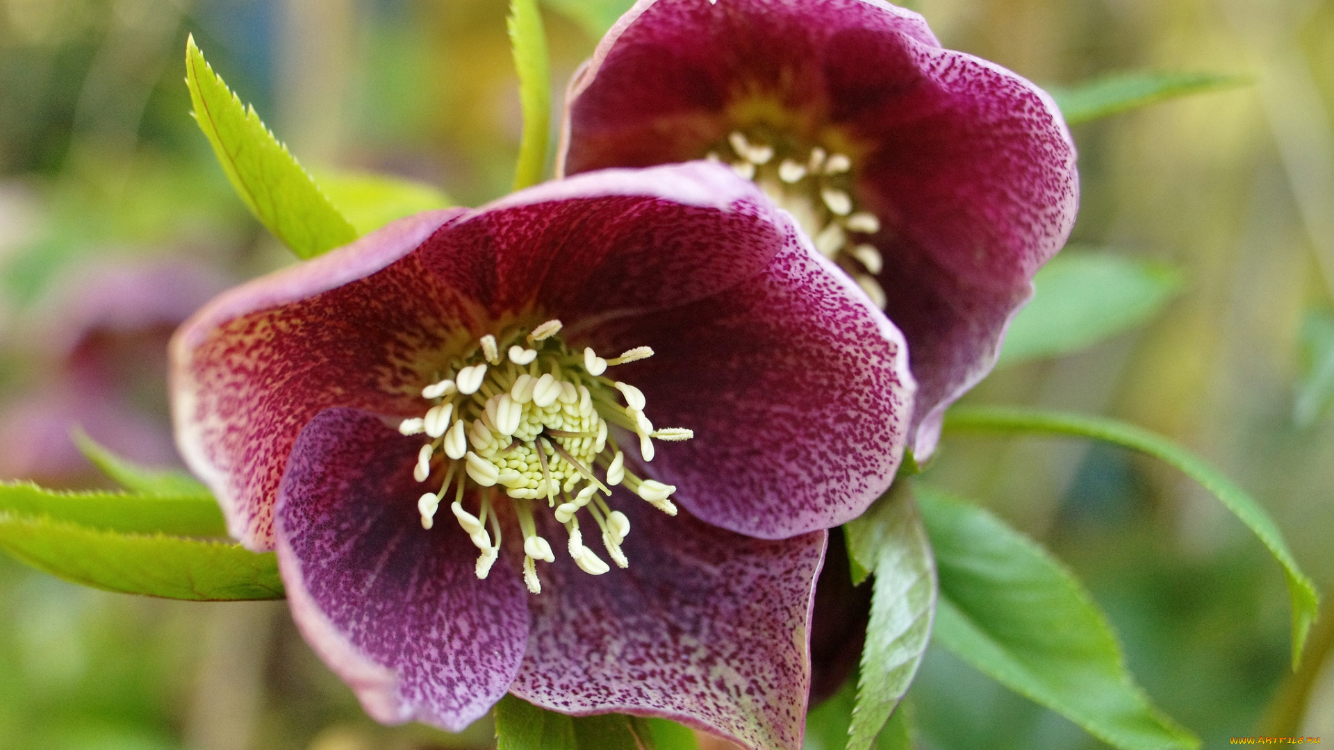 цветы, геллеборус, морозник, пышный