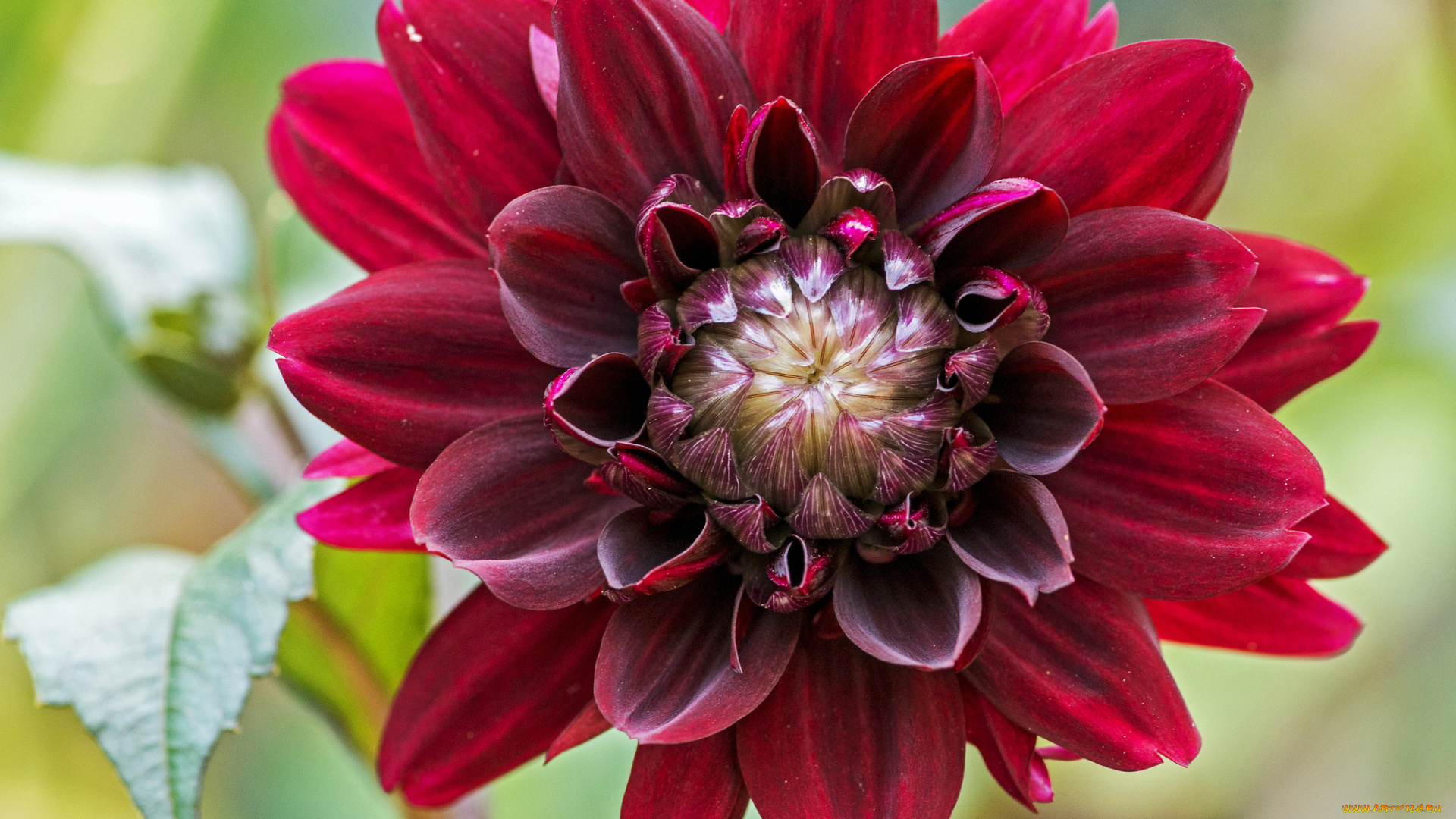 цветы, георгины, цветок, лепестки