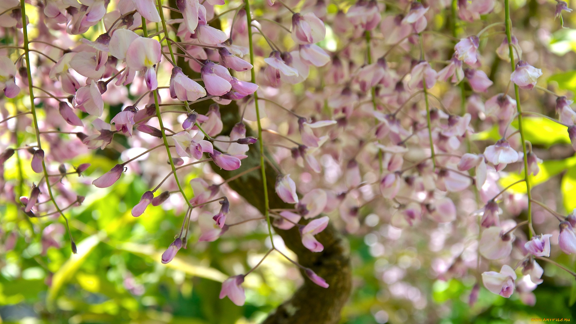 цветы, глициния, вистерия