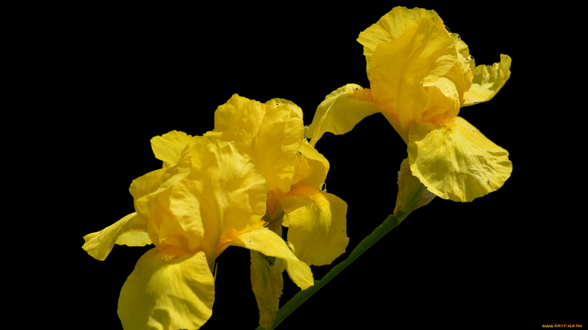 цветы, ирисы, стебель, цветки