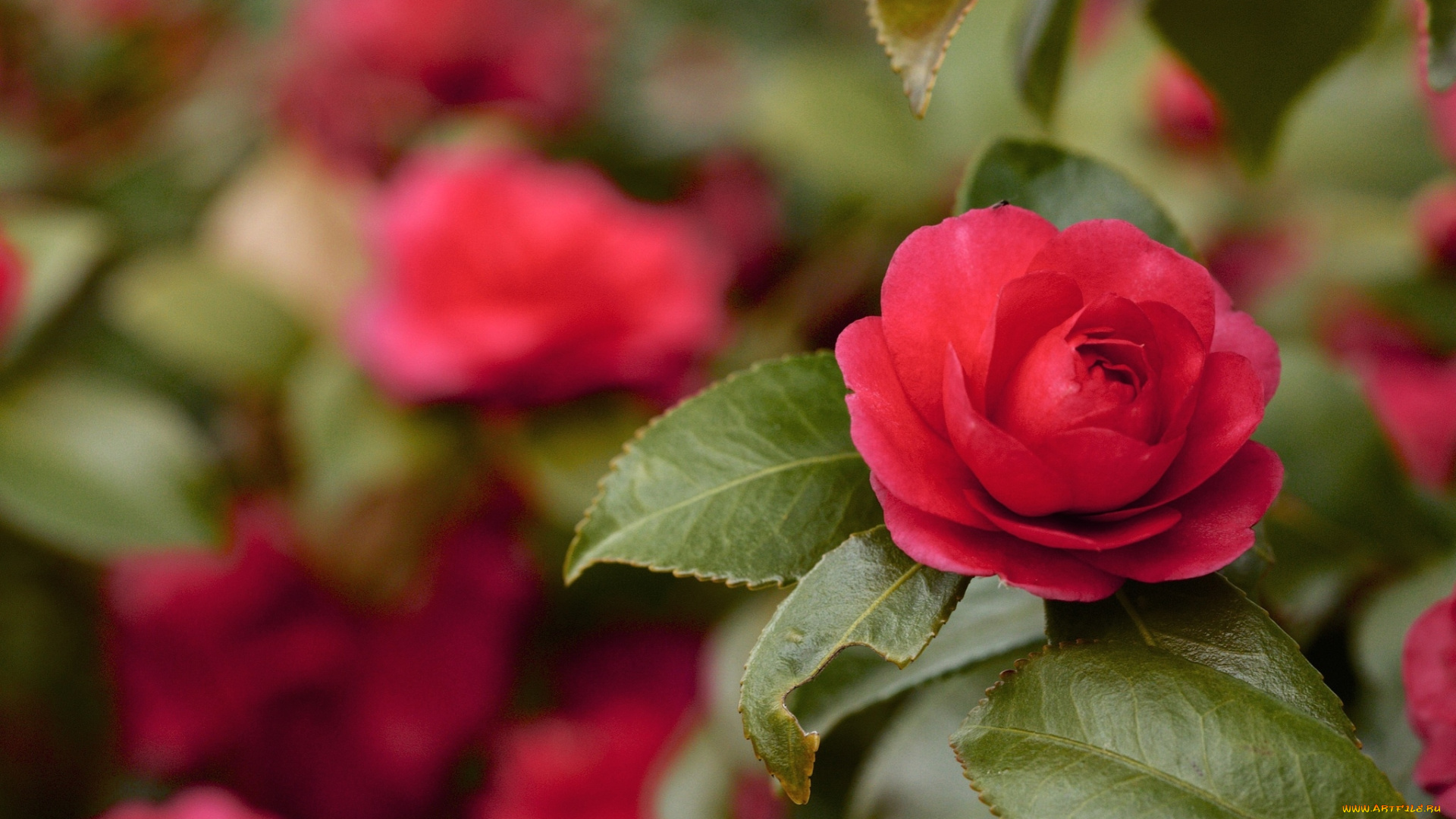 цветы, камелии, дерево