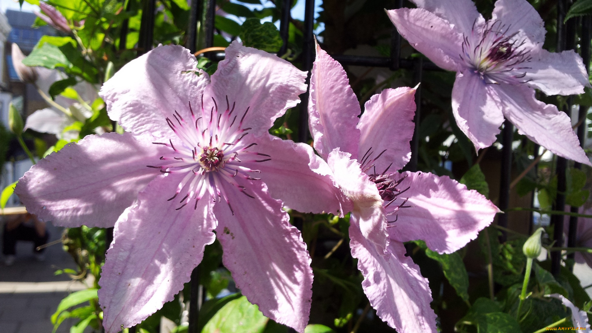 цветы, клематис, ломонос, лепестки