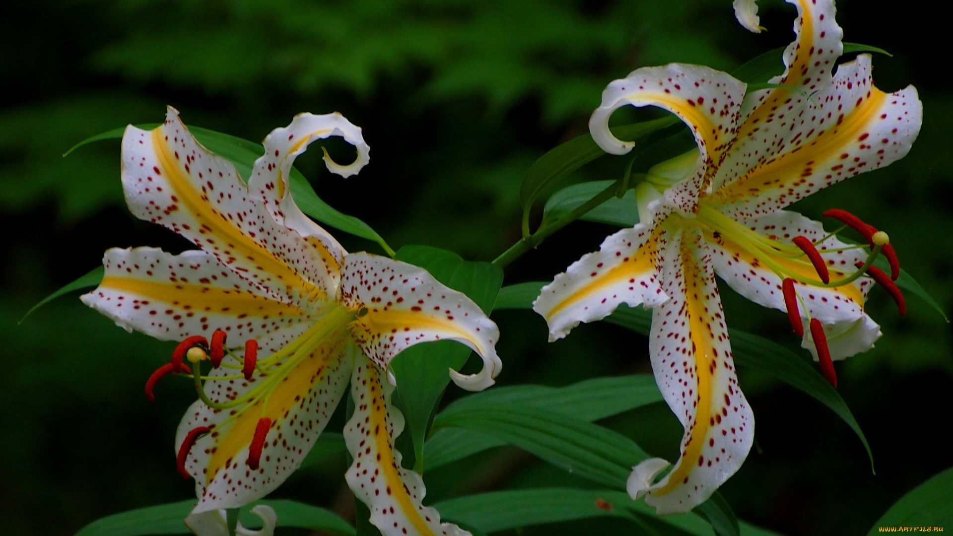 цветы, лилии, лилейники