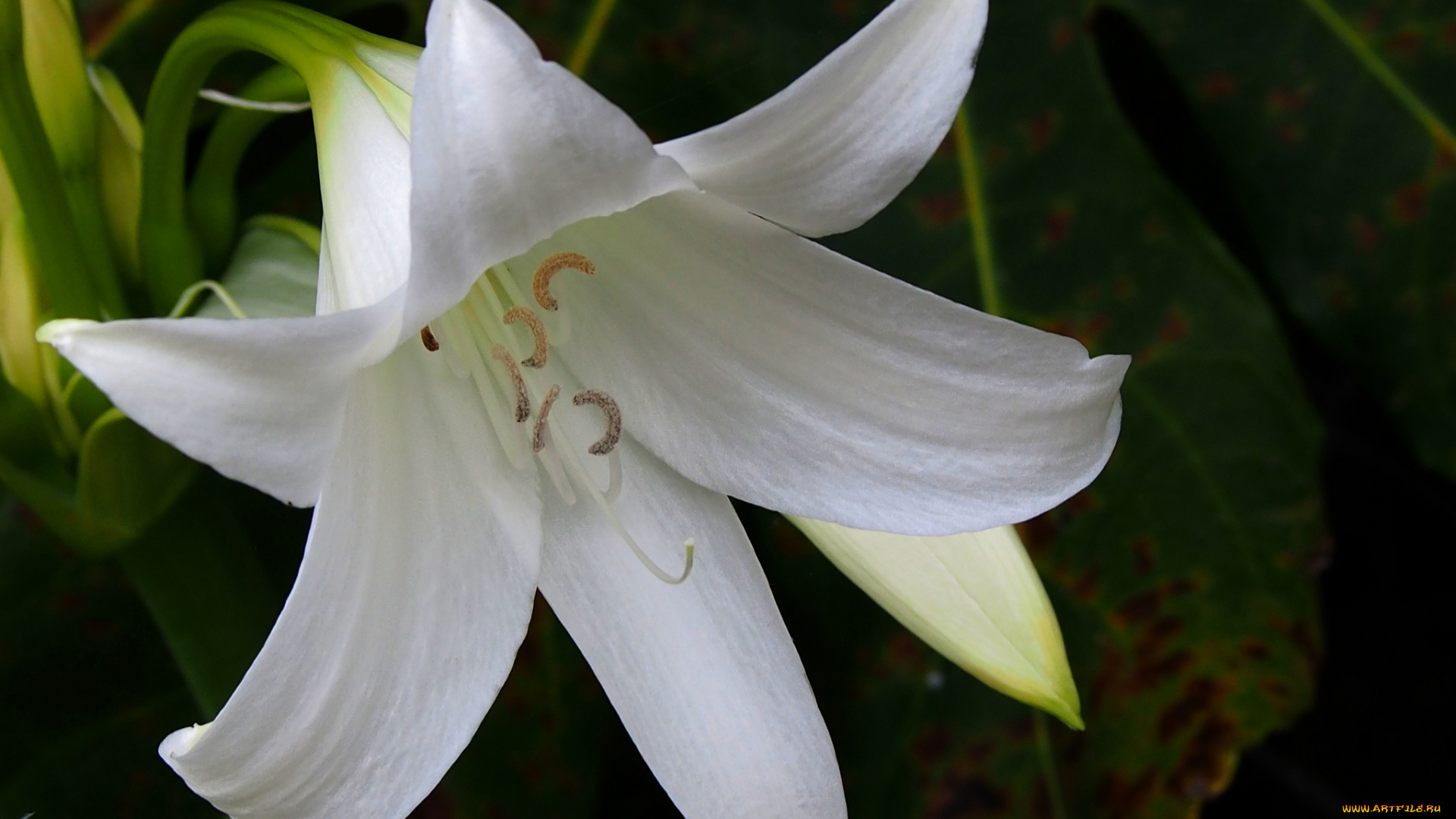 цветы, лилии, лилейники, лепестки, цветок, тычинки