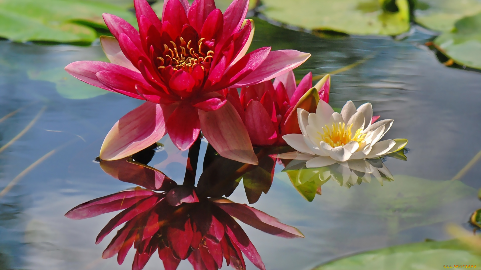 цветы, лилии, водяные, нимфеи, кувшинки, отражение, парочка