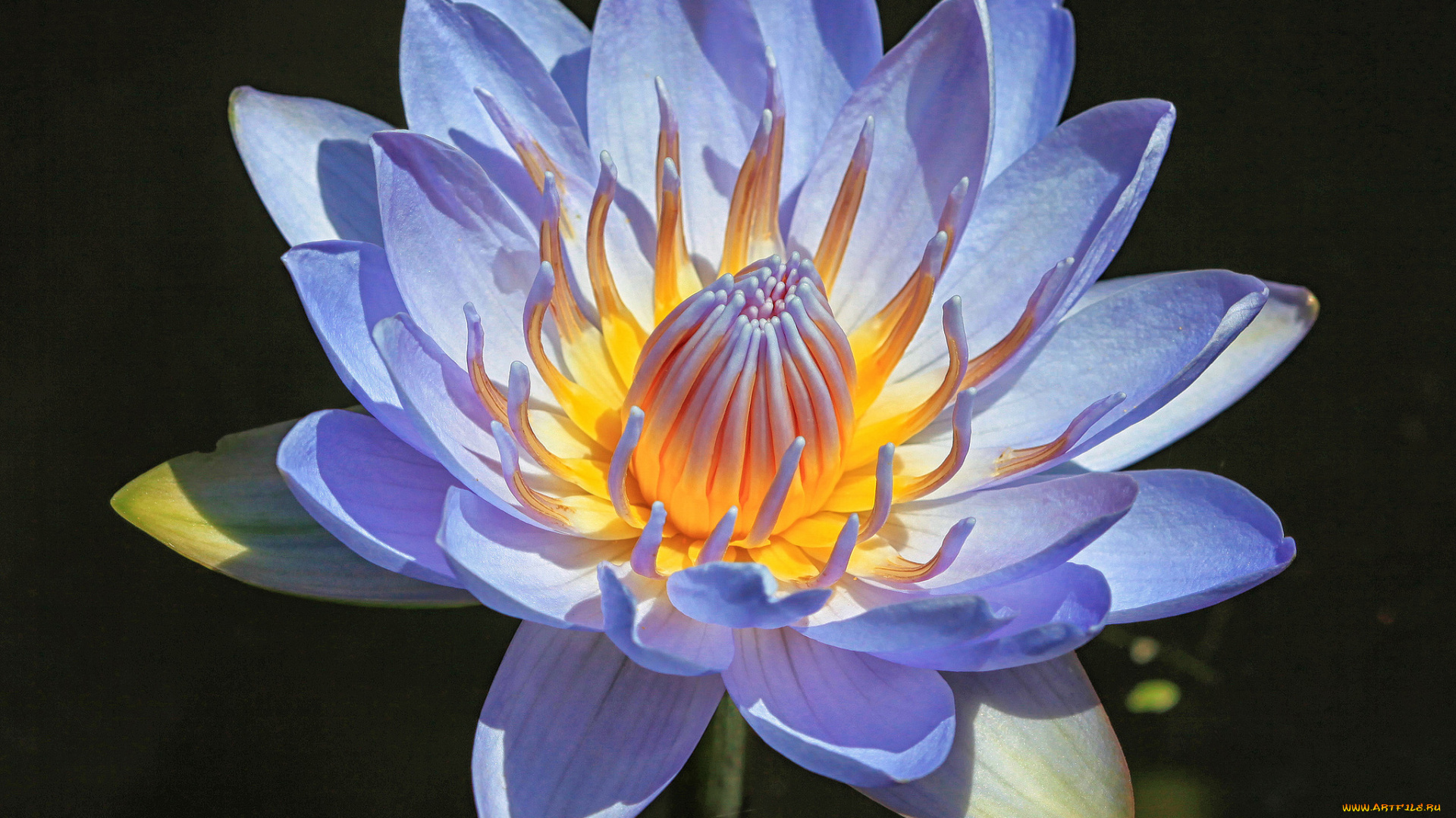 цветы, лилии, водяные, нимфеи, кувшинки, вода, лилия