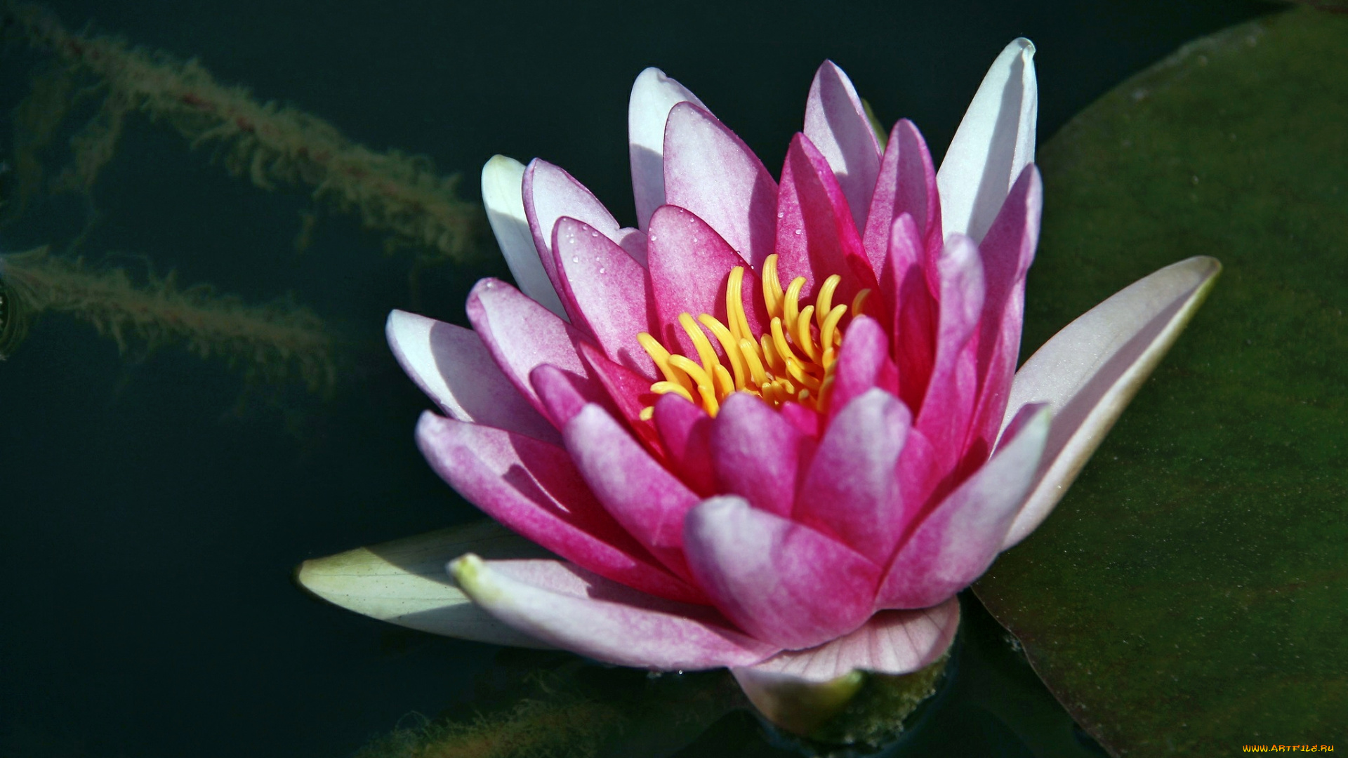 цветы, лилии, водяные, нимфеи, кувшинки, водоем, листья, лилия