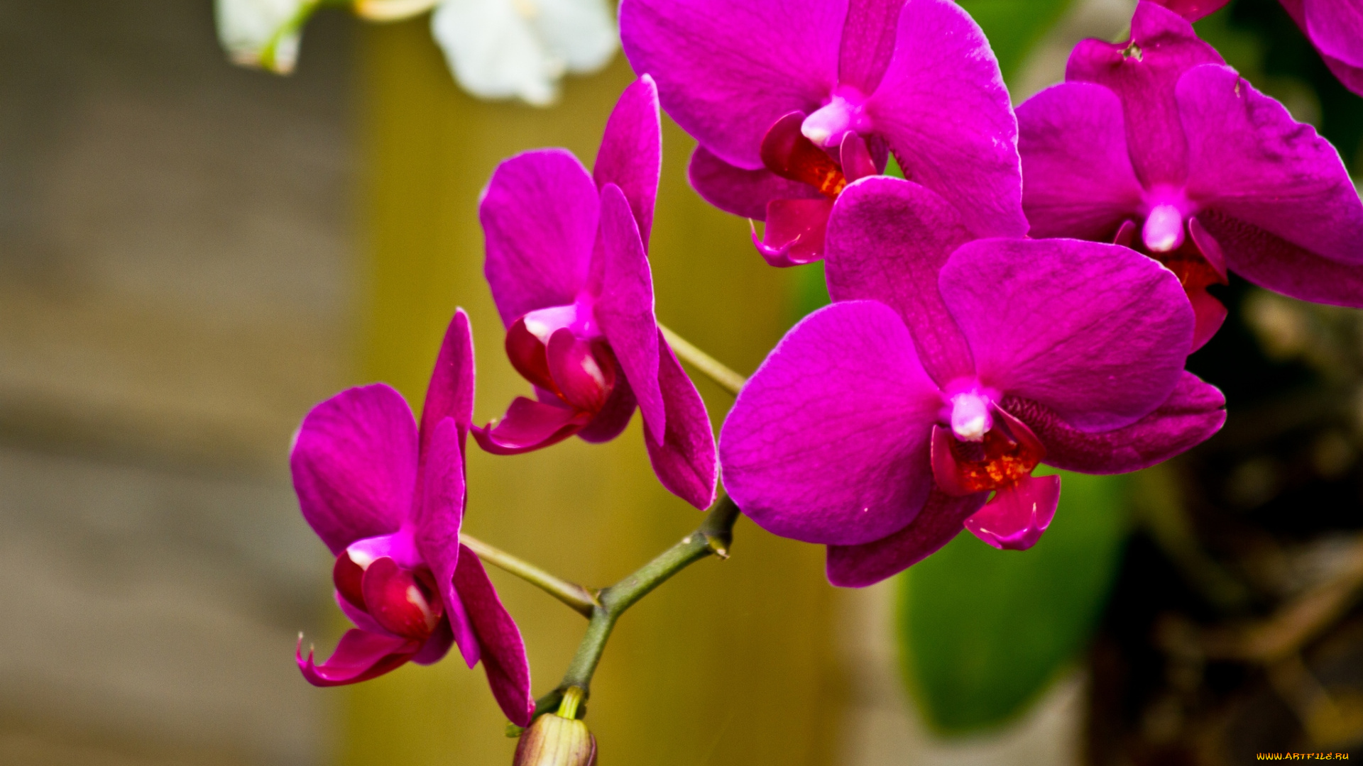 цветы, орхидеи, малиновый