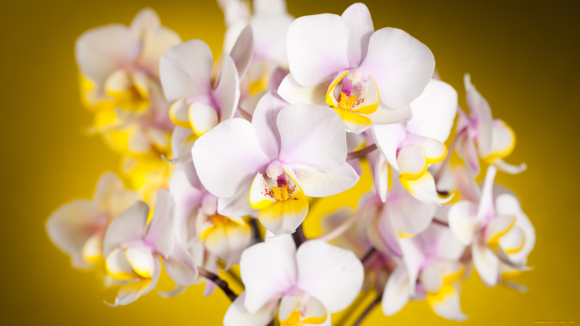 цветы, орхидеи, ветки