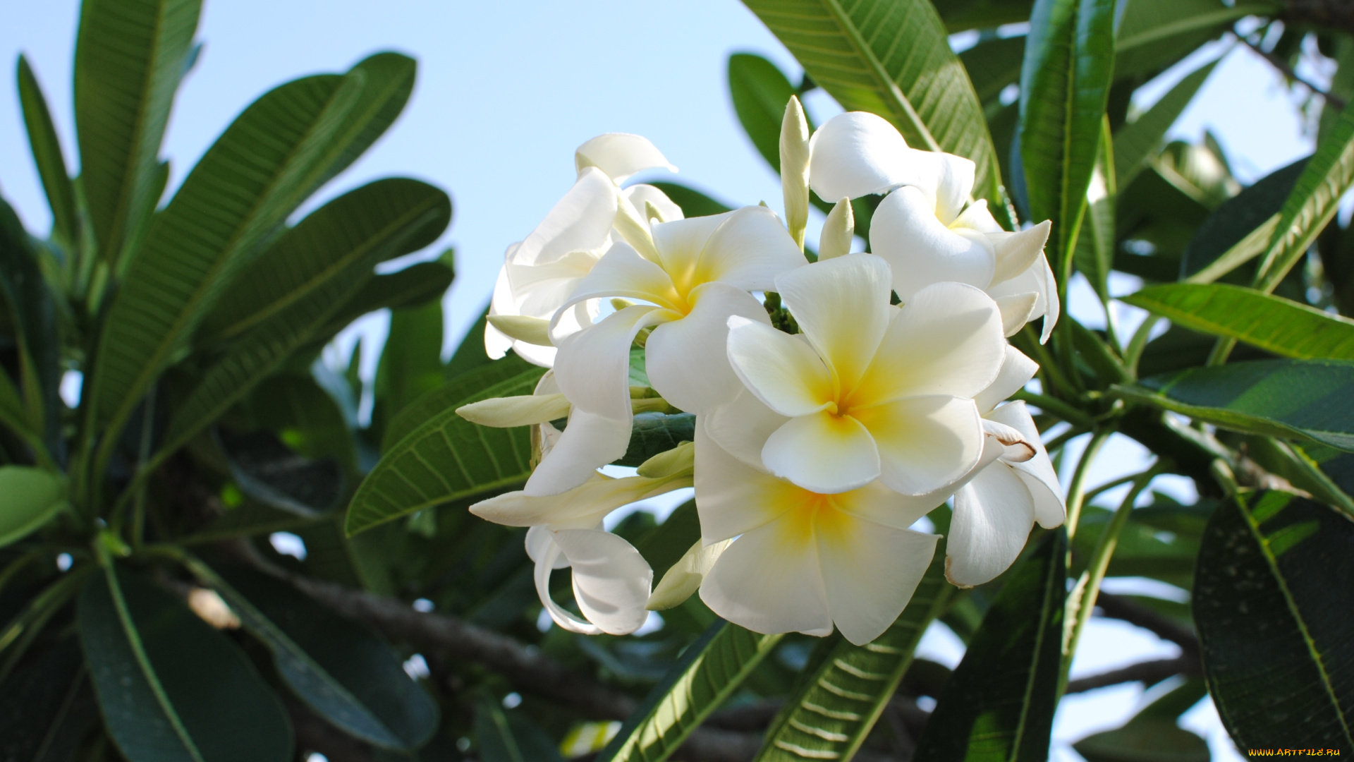 цветы, плюмерия, тропики